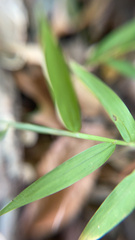 Oplismenus hirtellus