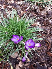 Crocus
