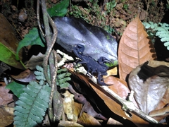 Tityus obscurus