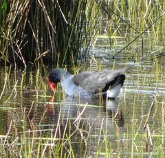 Porphyrio melanotus melanotus