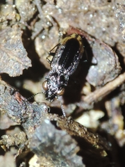 Notiophilus quadripunctatus