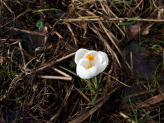 Crocus
