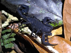 Tityus obscurus