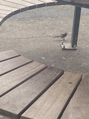 Motacilla alba yarrellii