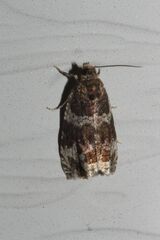 Olethreutes fasciatana