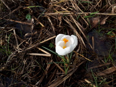 Crocus