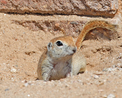 Xerospermophilus tereticaudus