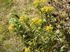 Solidago riddellii