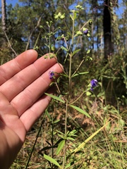 Trichostema setaceum
