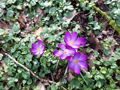 Crocus