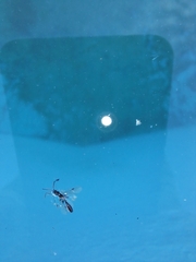 Pseudomyrmex