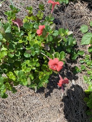 Barleria repens