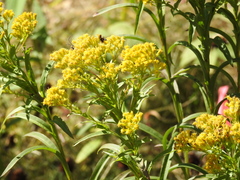 Solidago riddellii