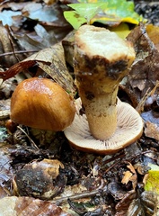 Cortinarius mucosus