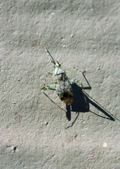 Phytocoris tiliae