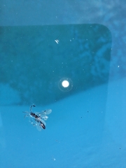 Pseudomyrmex