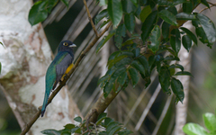 Trogon caligatus