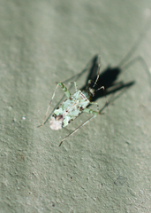 Phytocoris tiliae