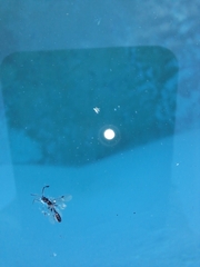 Pseudomyrmex