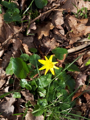 Ficaria verna