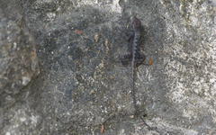 Sceloporus chrysostictus