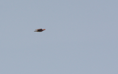 Patagioenas flavirostris