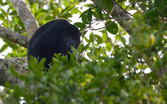 Alouatta pigra