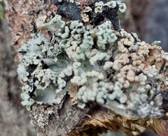 Punctelia jeckeri