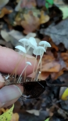 Delicatula integrella