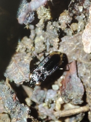 Notiophilus quadripunctatus
