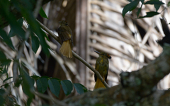 Onychorhynchus coronatus