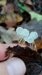 Delicatula integrella