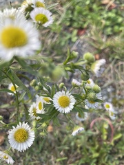 Erigeron annuus