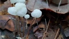Delicatula integrella