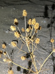 Plantago arenaria