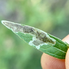 Calycomyza ambrosiae