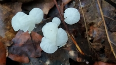 Delicatula integrella