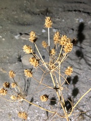Plantago arenaria
