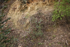 Indigofera filiformis