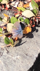 Cupido amyntula