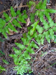Lygodium microphyllum