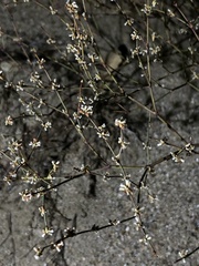 Eriogonum baileyi