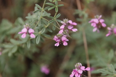 Indigofera filiformis