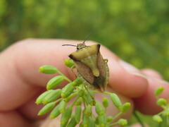 Carpocoris fuscispinus