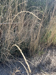 Elymus trachycaulus