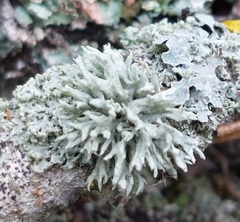 Ramalina fastigiata