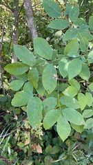 Fraxinus americana