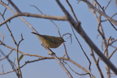Phylloscopus humei