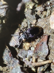 Notiophilus quadripunctatus