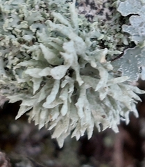 Ramalina fastigiata